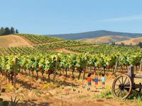 The Art of Winemaking