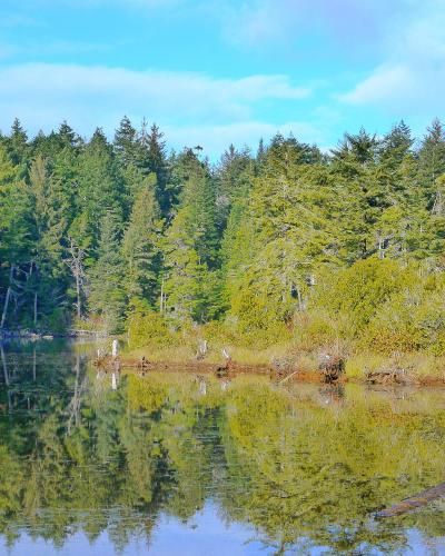 View of Cleawox Lake in Honeyman State Park