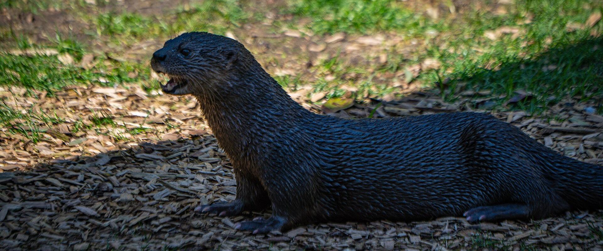 Oregon Zoo