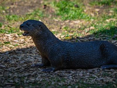 A close-up photograph of a dark-furred otter (likely a river otter) standing on a bed of wood chips, with its mouth slightly open, set against a background of grass and dirt.