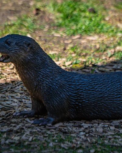 A close-up photograph of a dark-furred otter (likely a river otter) standing on a bed of wood chips, with its mouth slightly open, set against a background of grass and dirt.