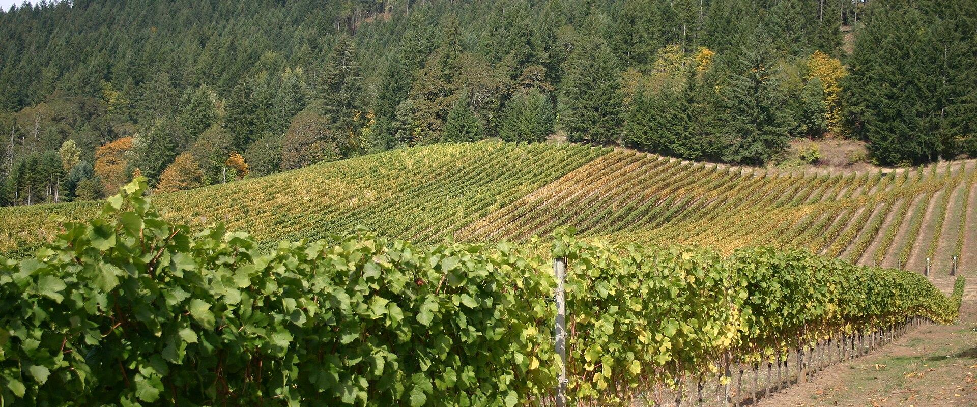 Vineyard rows in the Willamette Valley, Oregon