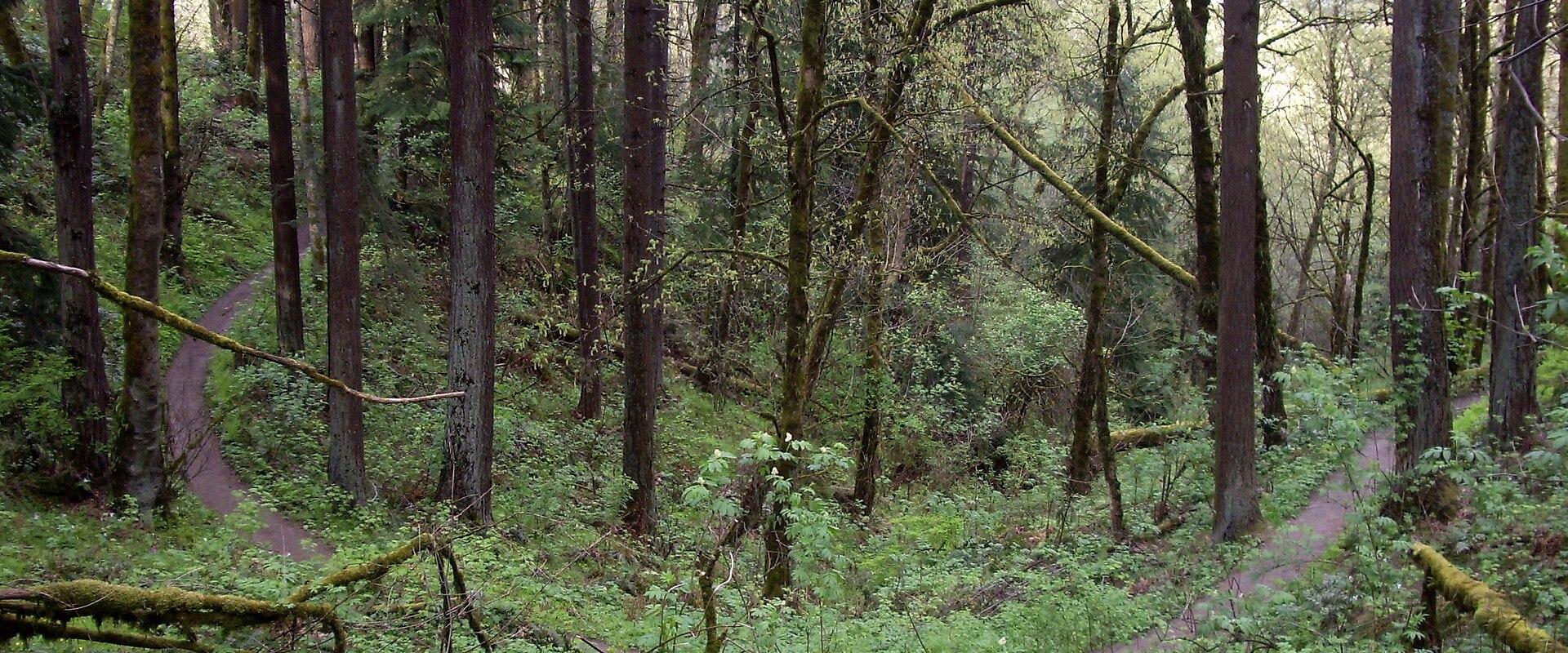 Forest Park