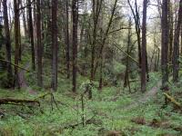 Forest Park