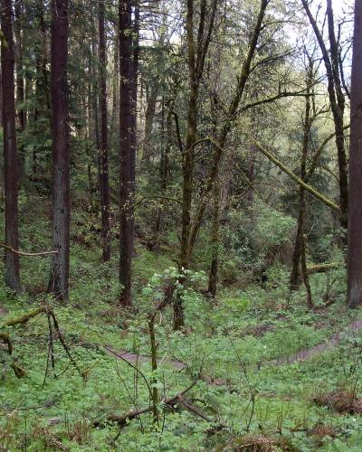 A winding dirt trail forks through a dense, mossy temperate rainforest with tall coniferous trees and lush green undergrowth.
