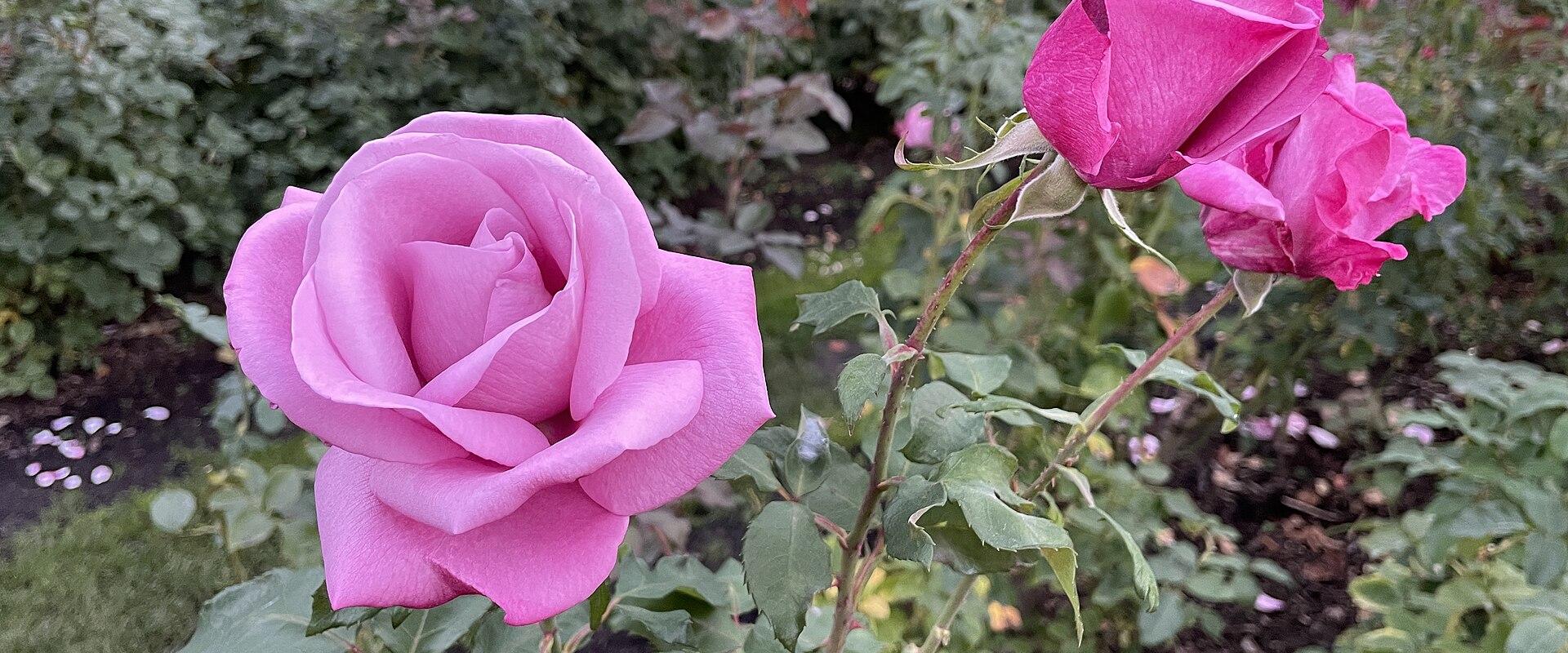 International Rose Test Garden