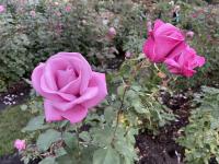 International Rose Test Garden