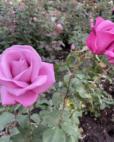 Close-up photograph of pink rose blooms with green foliage in the background.