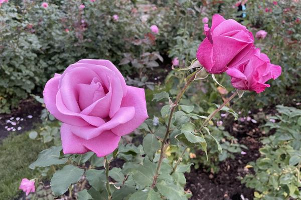 International Rose Test Garden