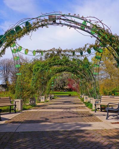 The image shows a paved walkway lined with green, leafy arches (trellises) and flanked by wooden benches, set within a garden environment.