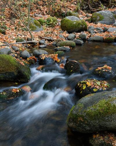 Lithia Park Ashland November 2019 006