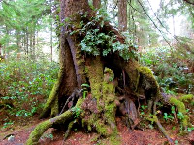 A close-up view of the base of a large, moss-covered tree trunk in a forest, with ferns and other greenery visible in the background and foreground.