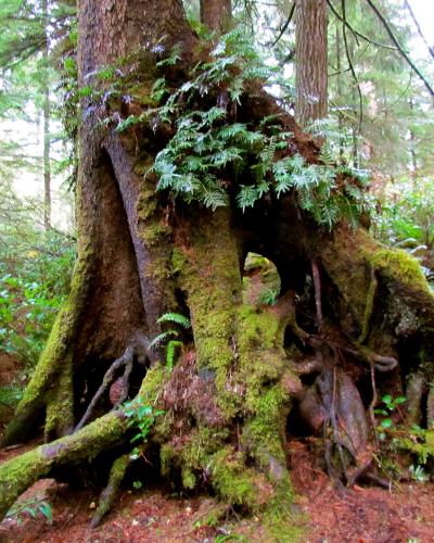 A close-up view of the base of a large, moss-covered tree trunk in a forest, with ferns and other greenery visible in the background and foreground.