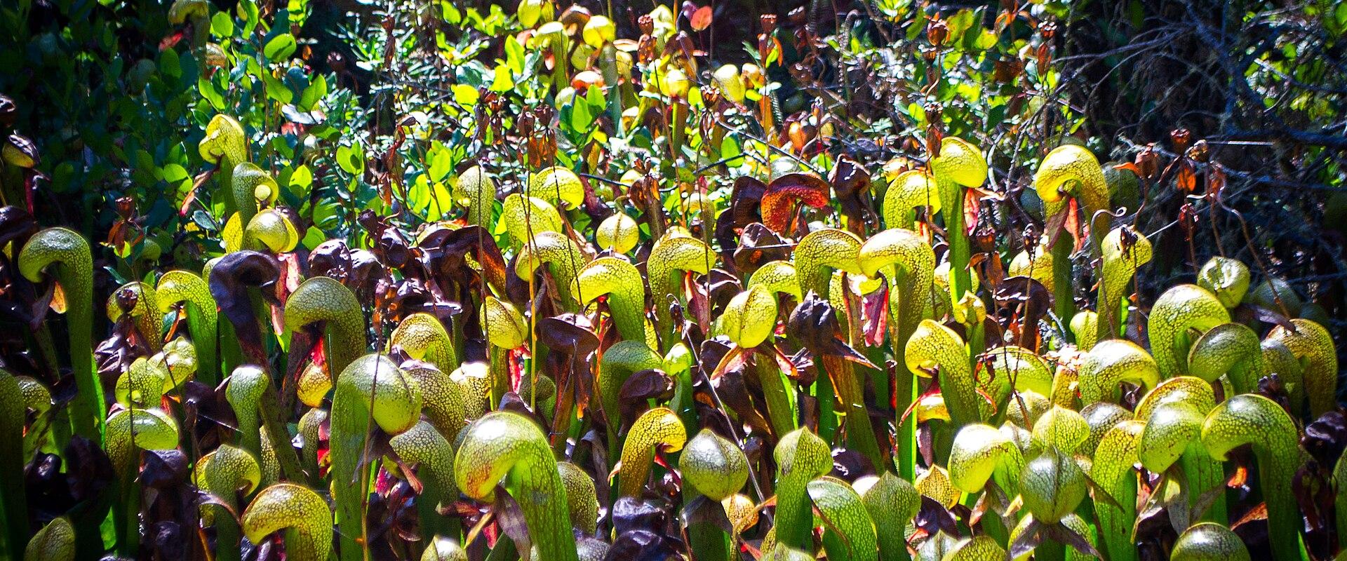 Darlingtonia Botanical Wayside