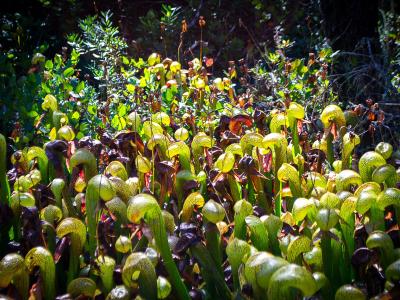 A bog of carnivorous cobra lilies (Darlingtonia californica) on the Oregon coast