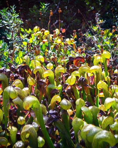A bog of carnivorous cobra lilies (Darlingtonia californica) on the Oregon coast