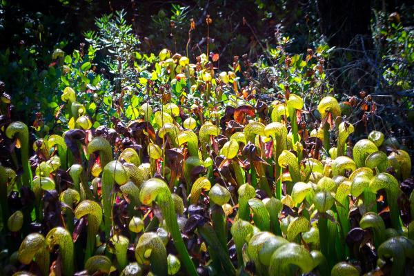 Darlingtonia Botanical Wayside
