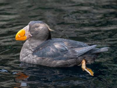 A tufted puffin swimming at the Oregon Coast Aquarium