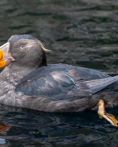 A tufted puffin swimming at the Oregon Coast Aquarium