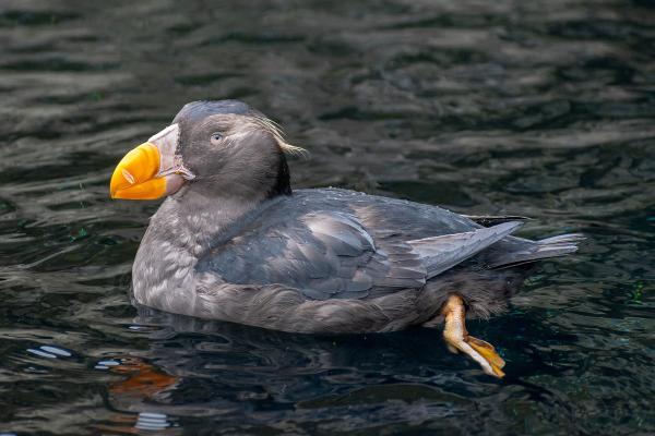 Oregon Coast Aquarium