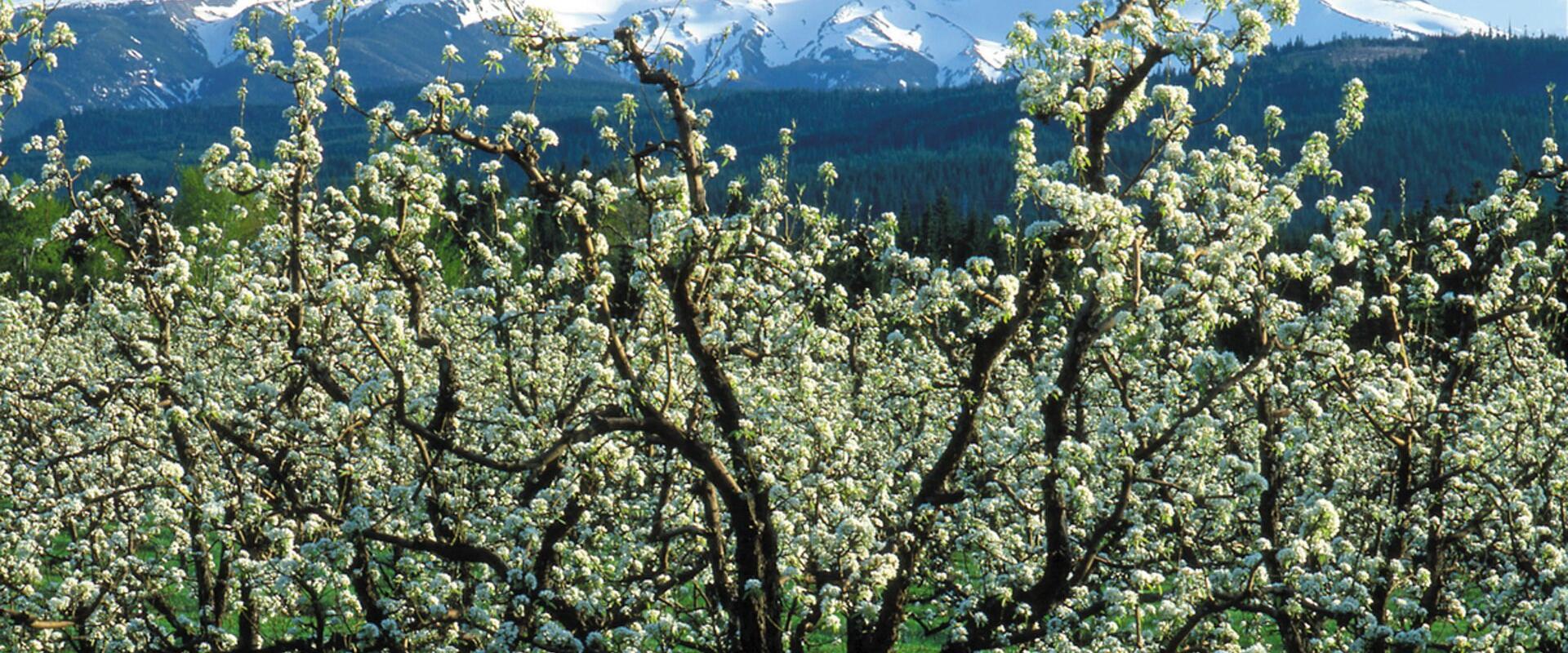 Mount Hood Scenic Byway