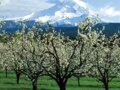 A view of a fruit orchard in the foreground with a large, snow-capped mountain (Mount Hood) in the background.