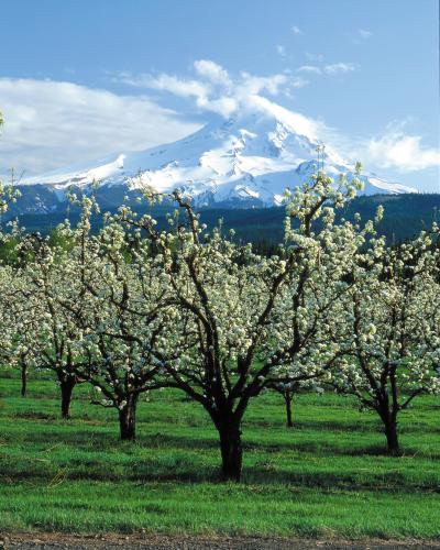 A view of a fruit orchard in the foreground with a large, snow-capped mountain (Mount Hood) in the background.