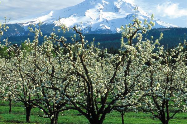 Mount Hood Scenic Byway