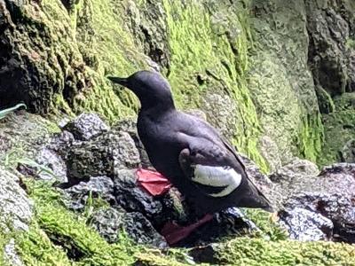 A dark seabird (Pigeon Guillemot) with white wing patches and red feet standing on mossy rocks.