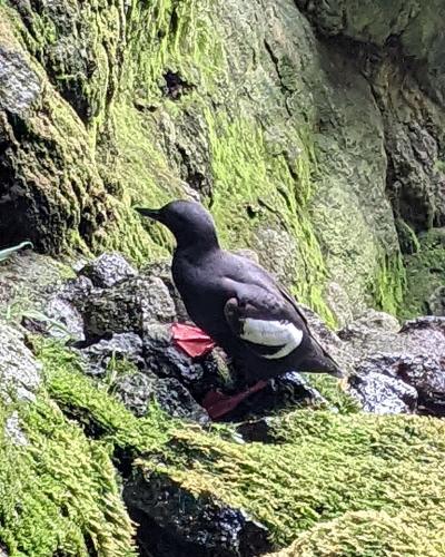 A dark seabird (Pigeon Guillemot) with white wing patches and red feet standing on mossy rocks.