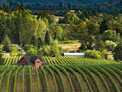 Rows of vines on rolling hills in the Willamette Valley wine country