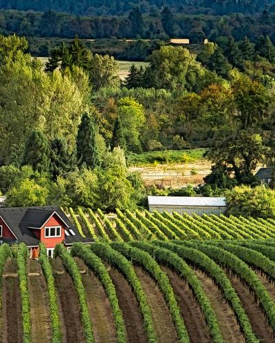 Rows of vines on rolling hills in the Willamette Valley wine country