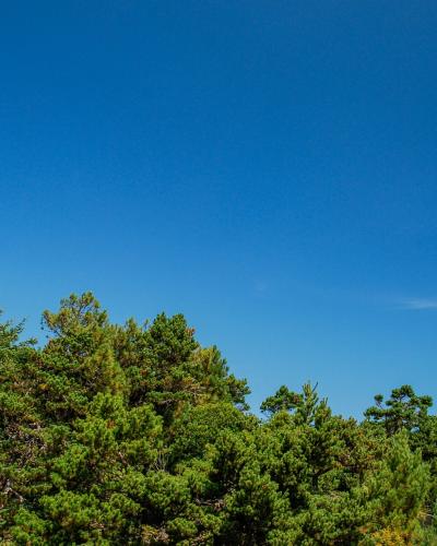 A white, two-story lighthouse building with a red lantern room and cupola, situated on a grassy hill, with dense green trees in the foreground and a clear blue sky above.