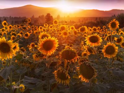 A field of sunflowers in full bloom during sunset or sunrise, with rolling hills or mountains visible in the background.