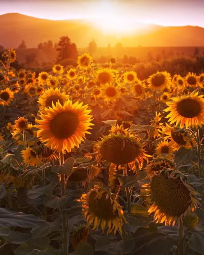 A field of sunflowers in full bloom during sunset or sunrise, with rolling hills or mountains visible in the background.