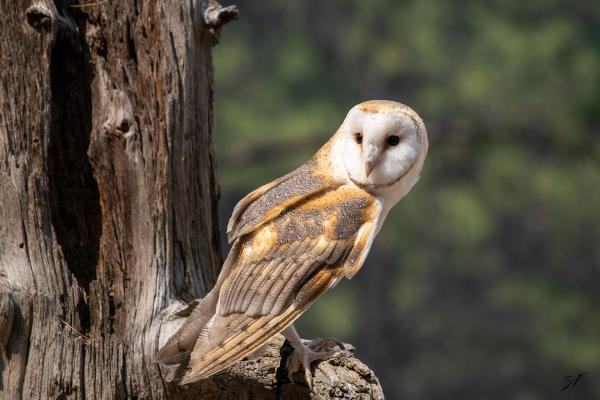 High Desert Museum
