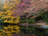 Lithia Park