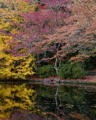 A view of a pond or lake edge with a stone retaining wall, surrounded by trees displaying autumn foliage in shades of yellow, orange, and deep red, with the trees reflected in the still water.